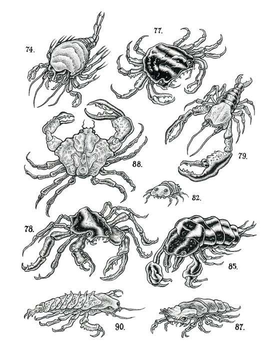 curiosities 18